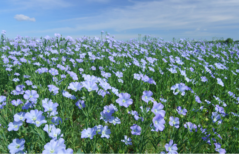 Flachs Pflanzen auf Feld